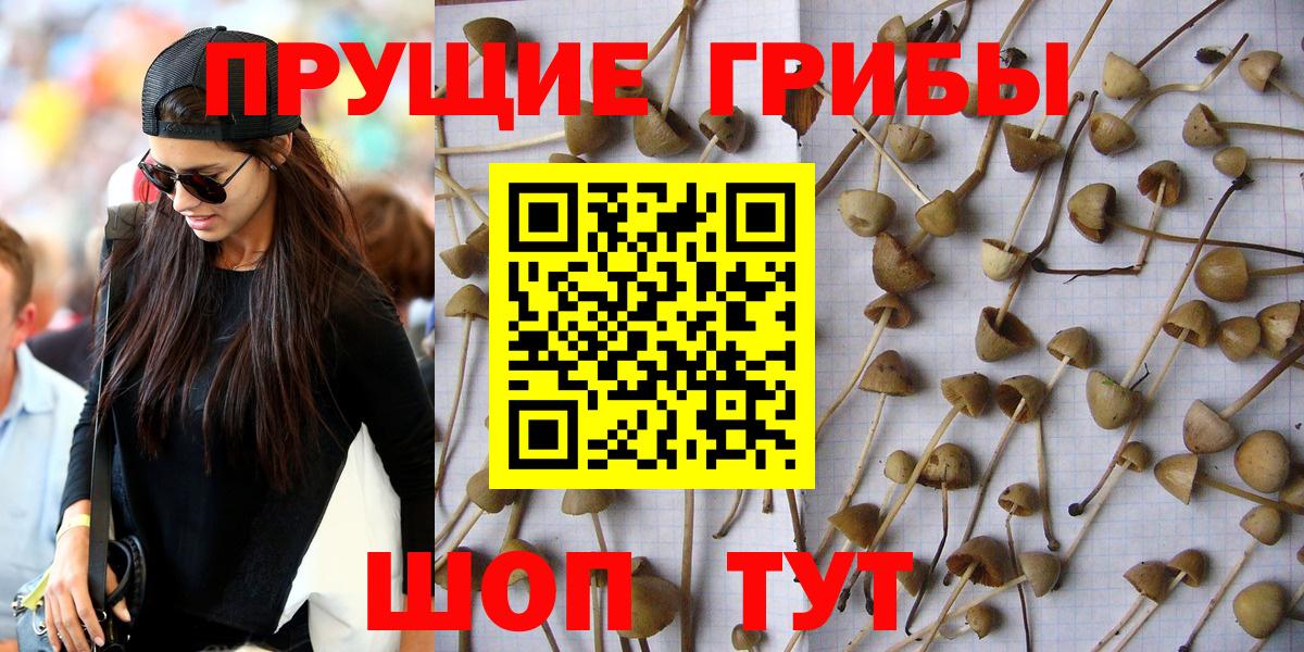 Мурманск  Псилоцибиновые грибы Cubensis  купить наркотик  Псилоцибиновые грибы GOLDEN TEACHER  Вход с VPN 